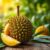 Durian – odkryj zdrowotne właściwości i wartości odżywcze tego owocu